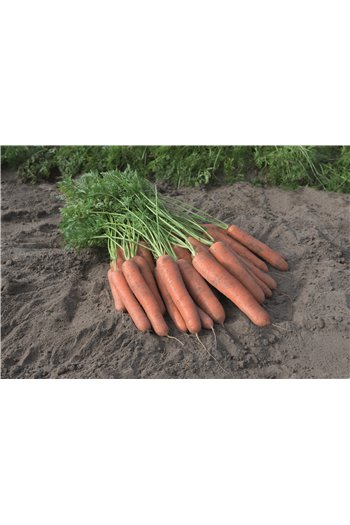 NAPOLI H, valgomosios morkos, 25000 sėklų