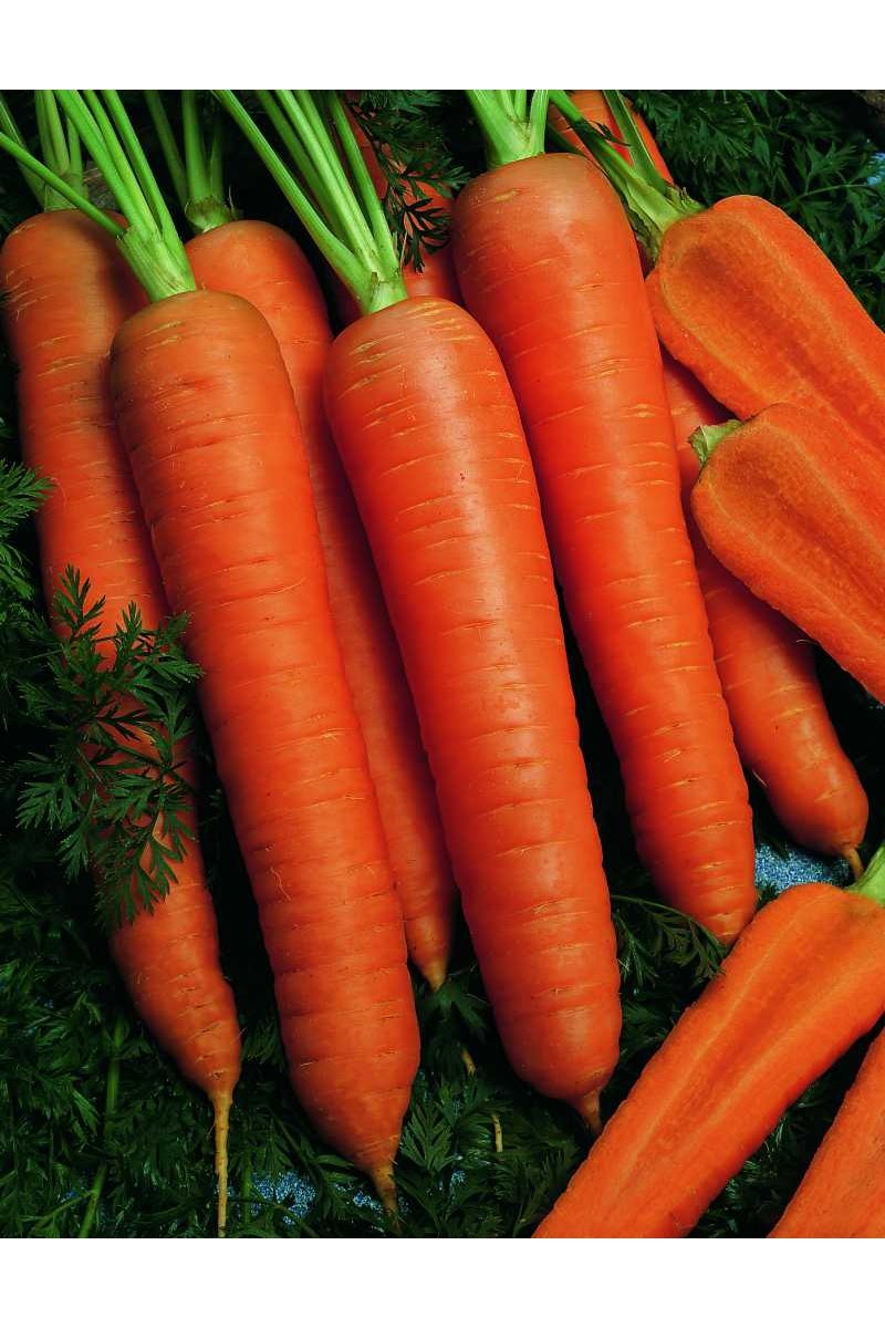 NAPOLI H, valgomosios morkos, 25000 sėklų