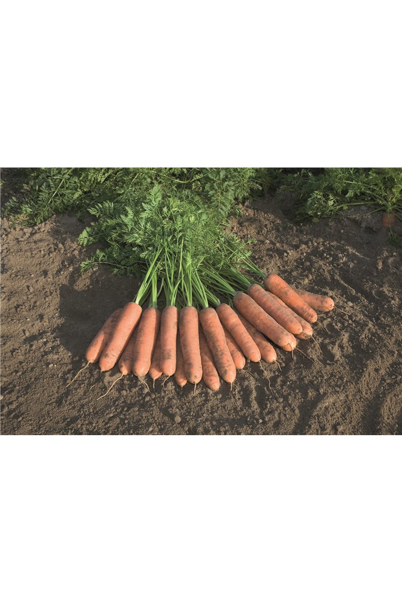 BELGRADO H, valgomosios morkos, 600 sėklų