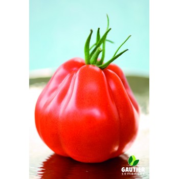 Desertiniai pomidorai BORSALINA HF1