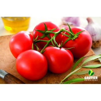Kekiniai pomidorai KALIXO HF1