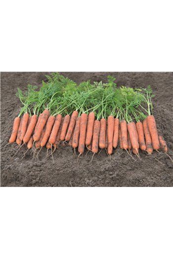 MOKUM H, valgomosios morkos, 600 sėklų