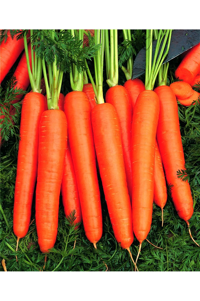 NARBONNE F1, valgomosios morkos, 25000 sėklų