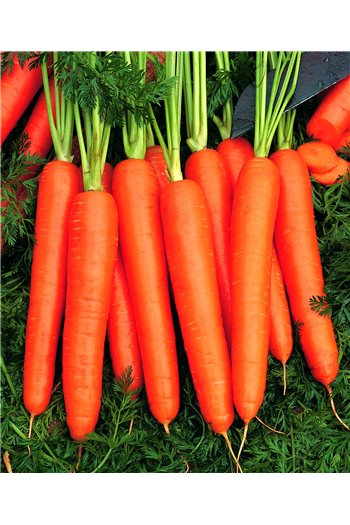 NARBONNE H, valgomosios morkos, 600 sėklų