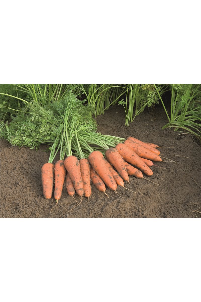 CUPAR H, valgomosios morkos, 600 sėklų