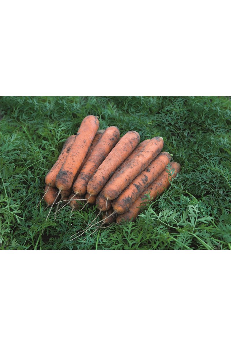 NOMINATOR H, valgomosios morkos, 600 sėklų