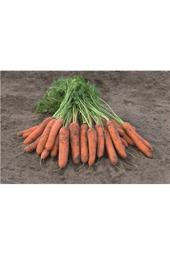 NACTON F1, valgomosios morkos, 25000 sėklų