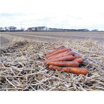 NAPA F1, valgomosios morkos, 25000 sėklų