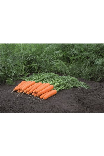 NAVAL H, valgomosios morkos, 600 sėklų