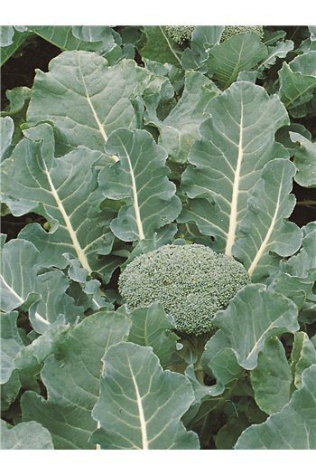 Brokoliai FIESTA H, 30 sėklų