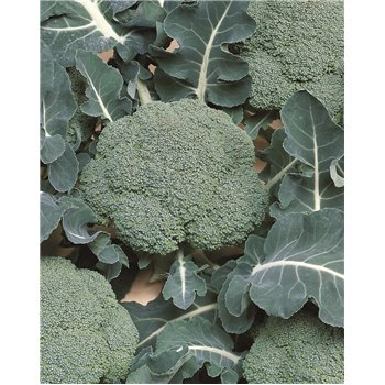 Brokoliai BELSTAR F1, 2500 sėklų