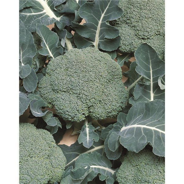 Brokoliai BELSTAR F1, 2500 sėklų