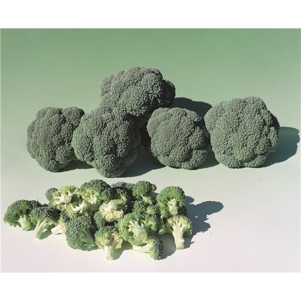 Brokoliai LUCKY F1, 2500 sėklų