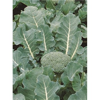 Brokoliai FIESTA H, 30 sėklų