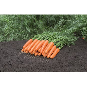 NATUNA H, valgomosios morkos, 600 sėklų