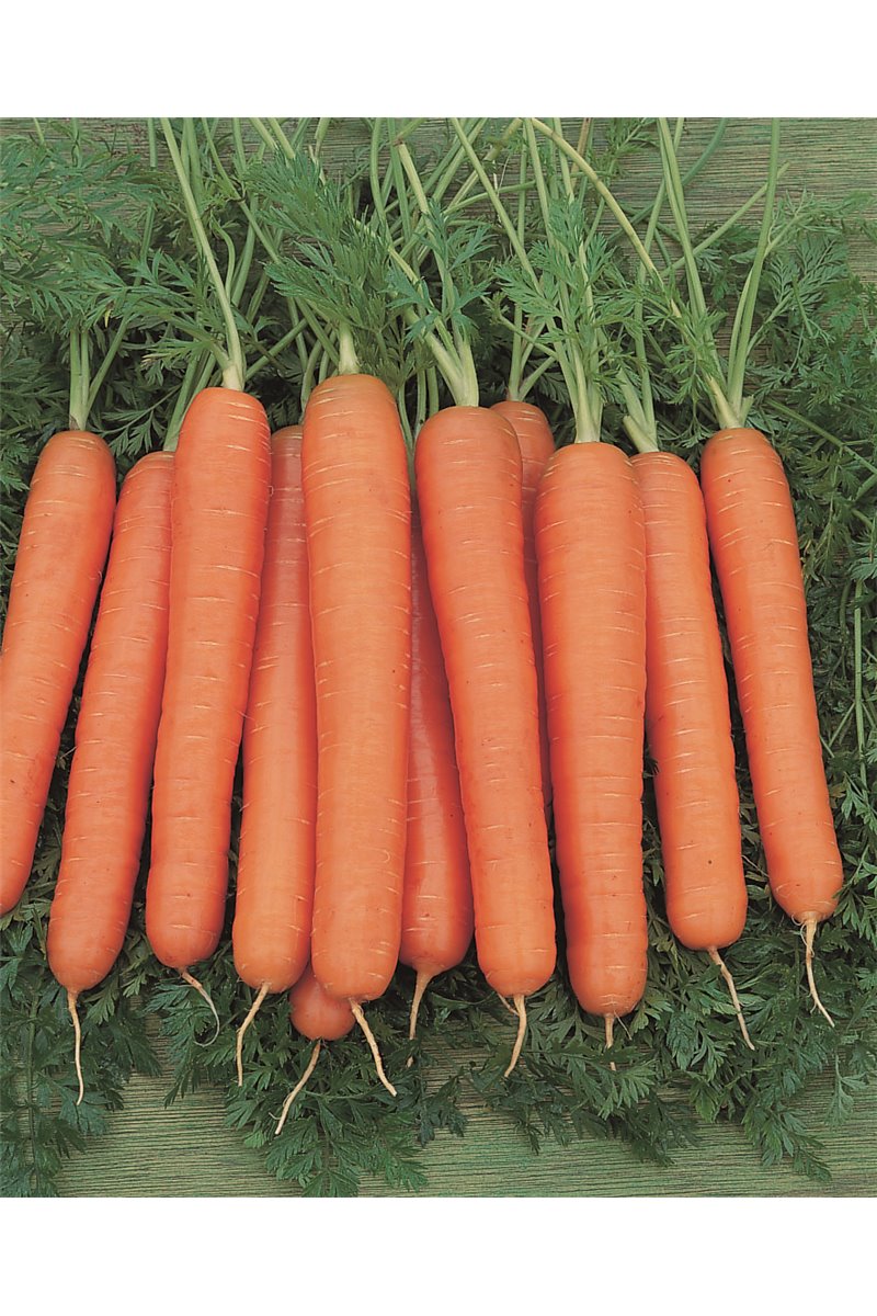 NEVIS H, valgomosios morkos, 600 sėklų