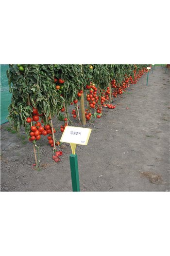 Pomidorai TOLSTOI H, 35 sėklos