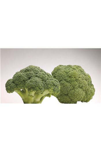 Brokoliai BATAVIA F1