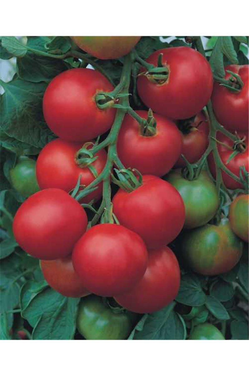Pomidorai TOLSTOI F1, 1000 sėklų