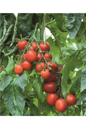 Pomidorai TOLSTOI F1, 1000 sėklų