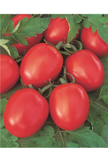 TOLSTOI F1, valgomieji pomidorai, 5 gramai