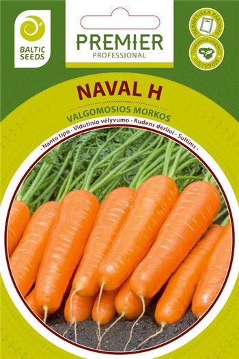 Morkos NAVAL H, 600 sėklų