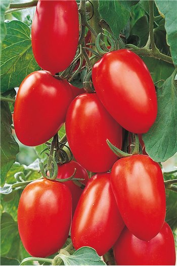 BENITO F1, valgomieji pomidorai, 5 gramai - BEJO ZADEN PAKUOTĖ