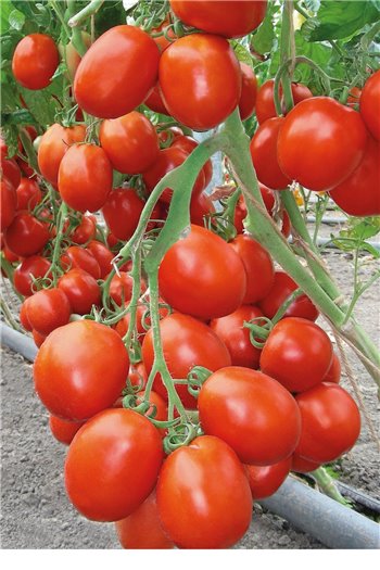 BENITO F1, valgomieji pomidorai, 5 gramai - BEJO ZADEN PAKUOTĖ