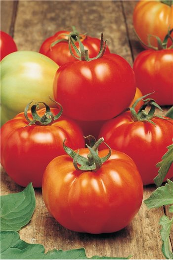SULTAN H, valgomieji pomidorai (žemaūgiai), 35 sėklos