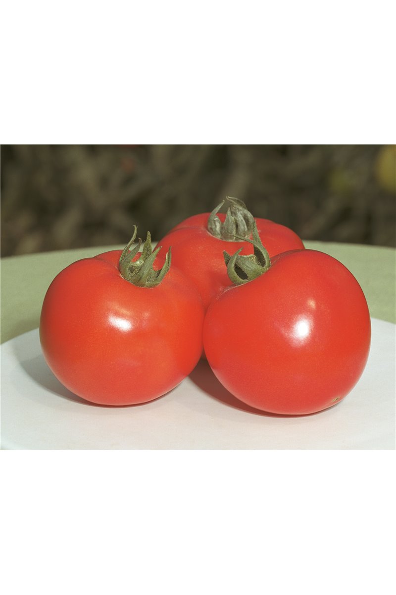 POLFAST H, valgomieji pomidorai