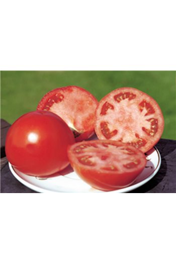 POLBIG H, valgomieji pomidorai