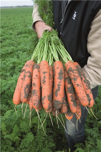 NERAC H, valgomosios morkos, 600 sėklų