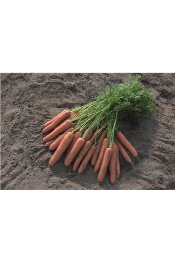 Morkos NAPOLI H, 600 sėklų