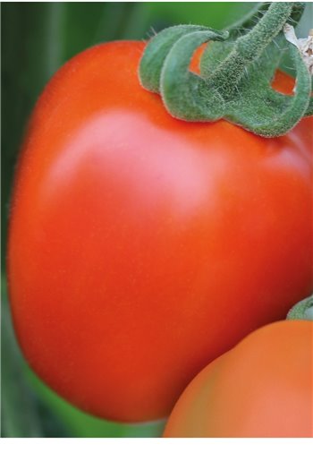 Pomidorai BENITO F1, 1000 sėklų