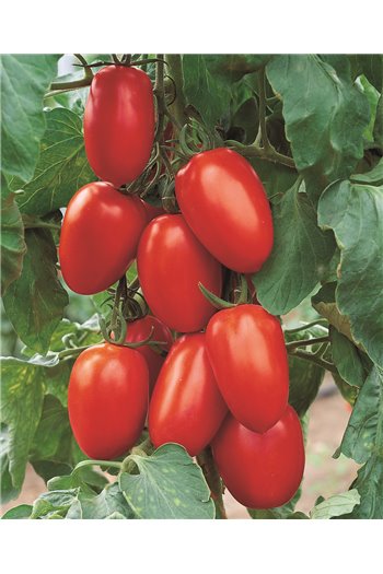 BENITO H, valgomieji pomidorai