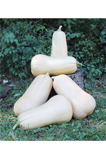 Moliūgai GRANITE F1