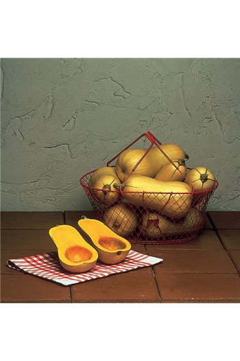 Moliūgai TIVANO® F1