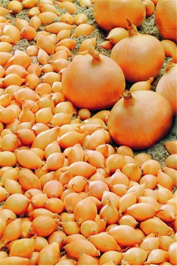 Svogūnų sodinukai HERCULES, 0,5 kg