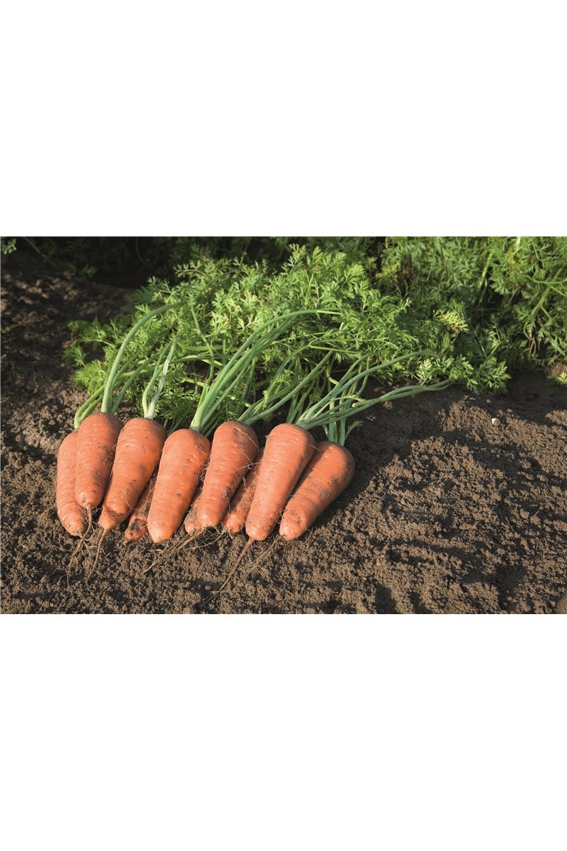 CUPAR H, valgomosios morkos, 600 sėklų