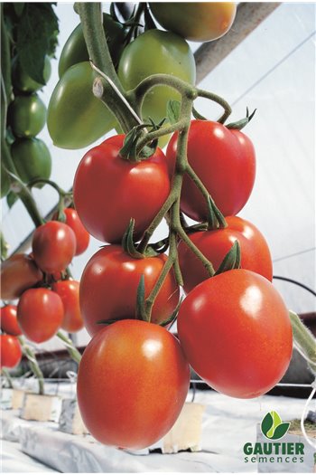 Slyviniai pomidorai MYRIADE HF1