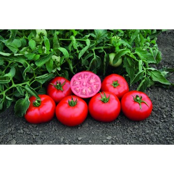 TOMSK H, pomidorai (žemaūgiai)