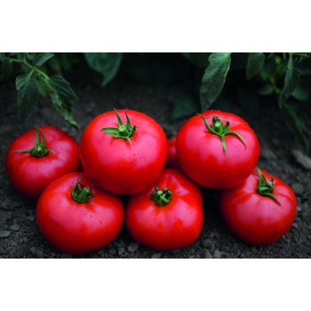 TOMSK H, pomidorai (žemaūgiai)