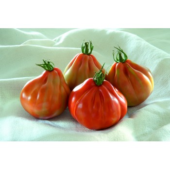 BARTOLINA HF1, valgomieji pomidorai, 100 sėklų