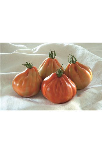 BARTOLINA HF1, valgomieji pomidorai, 100 sėklų