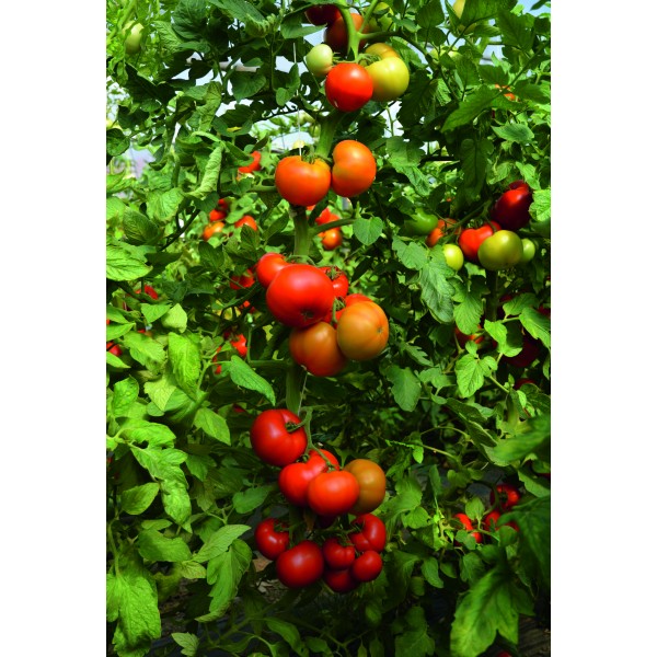 TOBOLSK H, valgomieji pomidorai, 10 sėklų