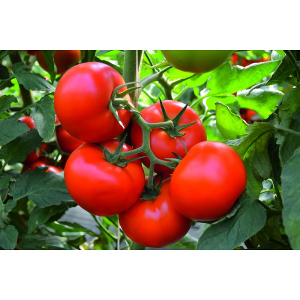 TOBOLSK H, valgomieji pomidorai, 10 sėklų