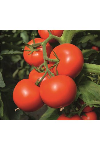 TOIVO H, valgomieji pomidorai, 10 sėklų
