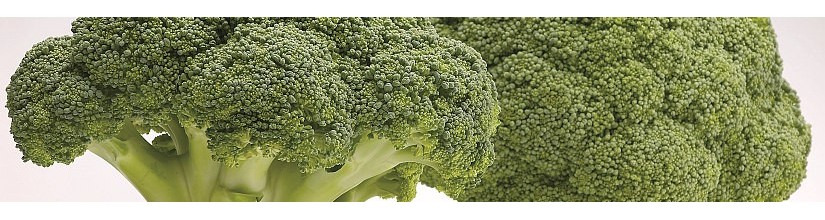 Brokoliai. Kokybiškos Bejo Zaden brokolių sėklos | balticseeds.lt