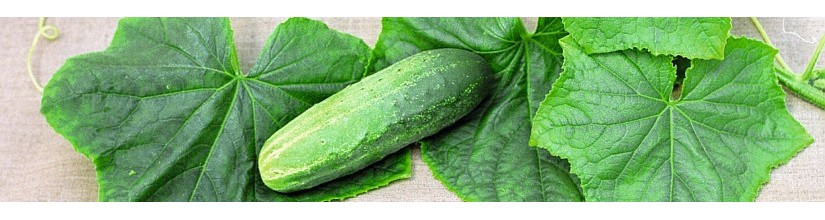 Agurkų sėklos | Bejo Zaden, PREMIER PROFESSIONAL | Baltic Seeds