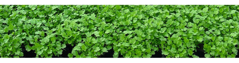 Kalendros. Kalendrų sėklos internetu | balticseeds.lt